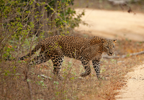 Yala National Park-sri lanka.