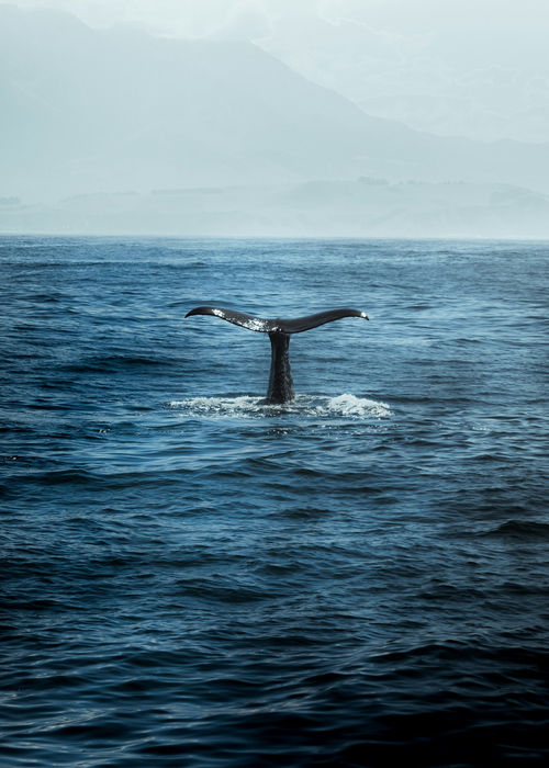  Mirissa beach - Sri lanka 