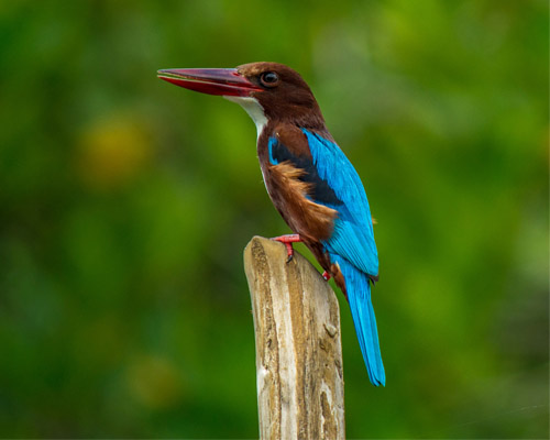 Kingfisher- Yala National Park, Sri Lanka