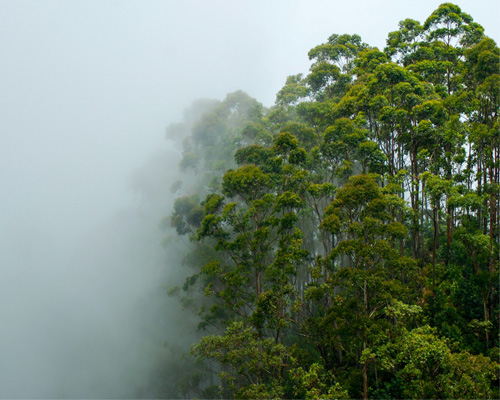Lipton Seat - traveling sri lanka 