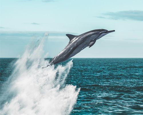 Whale watching in Mirissa, Sri Lanka