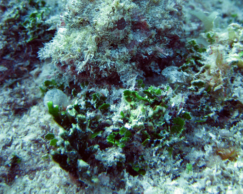 Vibrant corals  in Hikkaduwa, Sri Lanka
