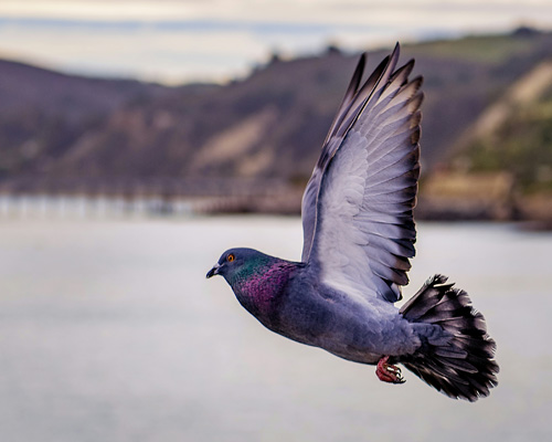  Pigeon Island in Trincomalee, Sri Lanka